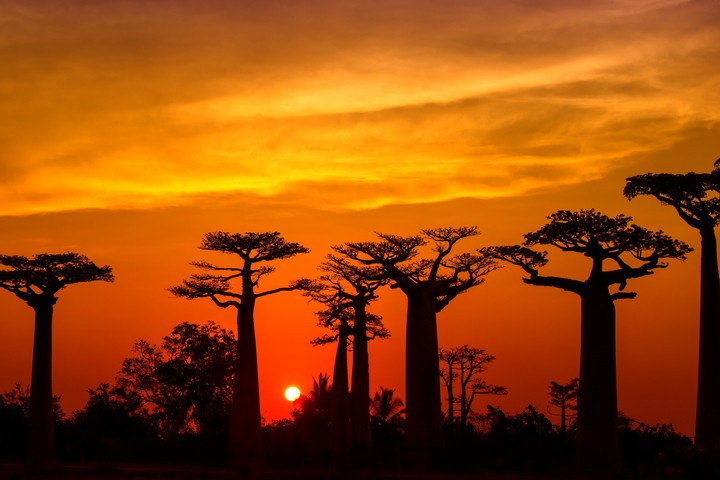 los-baobabs-pueden-vivir-mas___2xOivpHTJ_720x0__1.jpg
