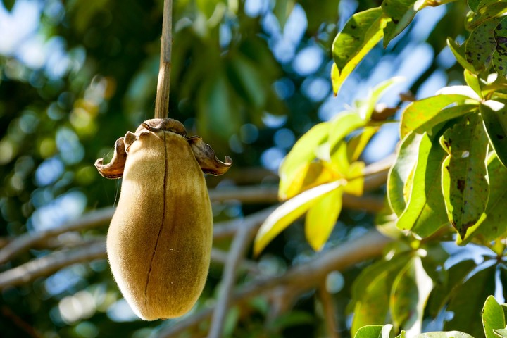 el-fruto-del-baobab-es___g1PhIEw1L_720x0__1.jpg