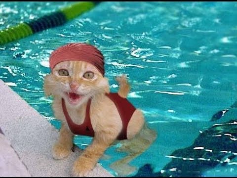 Funny, Clever Cats, Best Pets Compilation, Dog Tricks, Cat & Dogs, Pet Animals Agility