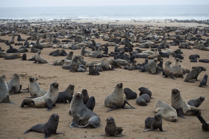 seals-are-pictured-at-the___4r9KRsGbk_720x0__1.jpg