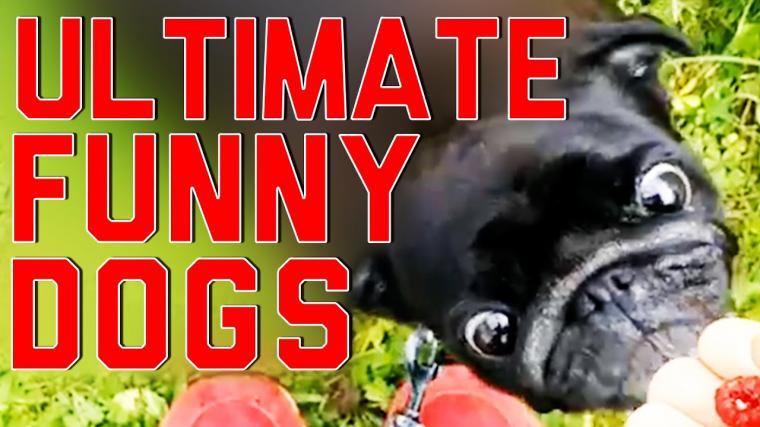 Ultimate Funny Dogs Compilation by FailArmy