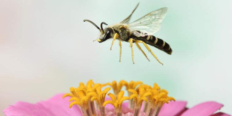 A Woman Thought She Had an Eye Infection But It Was Actually Tiny Bees Feeding on Her Tears