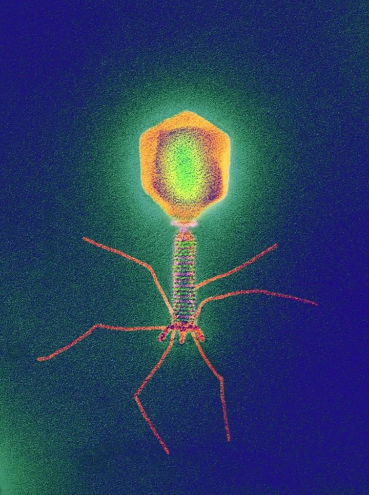 un-virus-bacteriofago-observado-por___-6K1c1kKf_720x0__1.jpg