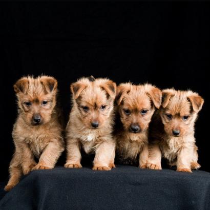 5 Things to Know About Australian Terriers