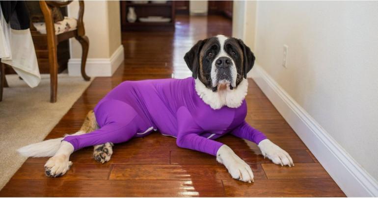 OMG, These Ridiculous Dog Leotards Are Actually the Greatest Hack For Pet Owners