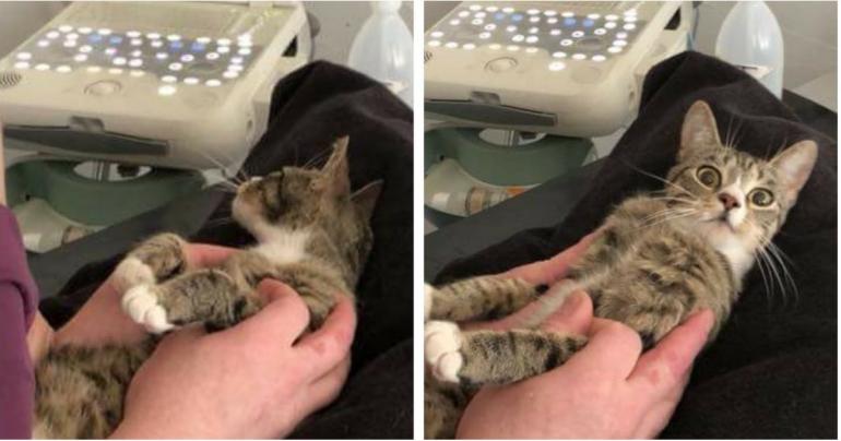 This Cat Just Found Out She Was Pregnant, and Judging by Her Face, She's Pretty Shook
