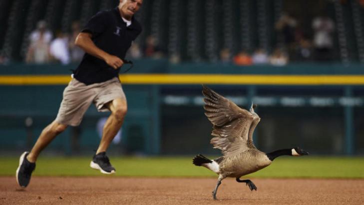 Goose escapes field after holding up Tigers game only to crash into scoreboard