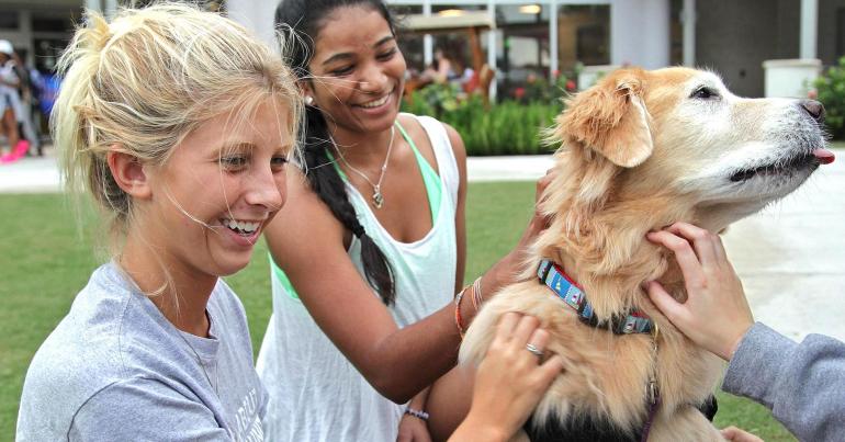 Most colleges don't allow furry friends on campus. Here are the ones that do