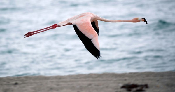 Fugitive flamingo on the lam from Kansas zoo spotted in Texas