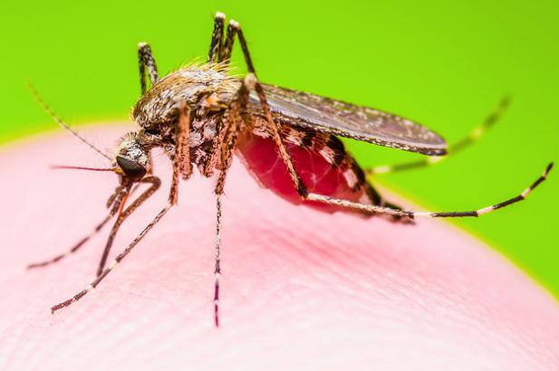The First Human Case Of The Mosquito-Borne Keystone Virus Has Been Reported In Florida