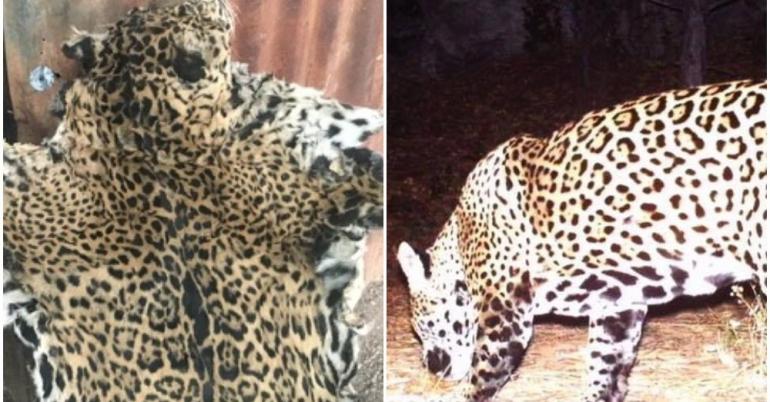 Someone Killed And Skinned One Of The Only Two Known Jaguars To Be Roaming The US