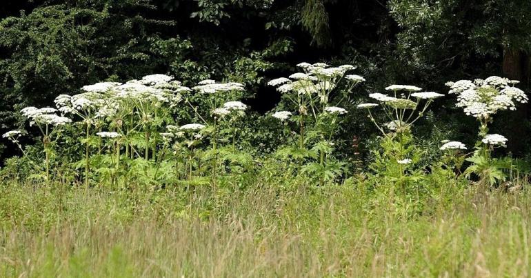 Giant Hogweed, The Plant That Causes Burns And Permanent Blindness, Is Spreading In The US