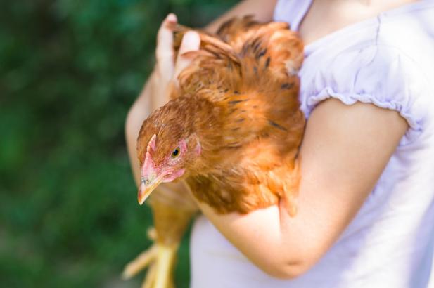 A Salmonella Outbreak Linked To Backyard Chickens Is Making People Sick, Including Children