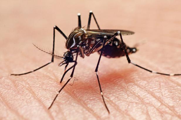 Is Zika Virus Something You Need To Worry About This Summer?