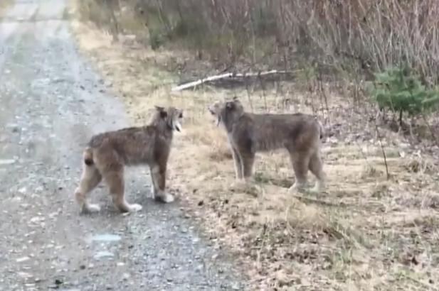Here's What's Going On With These Lynxes That Scream Like Humans