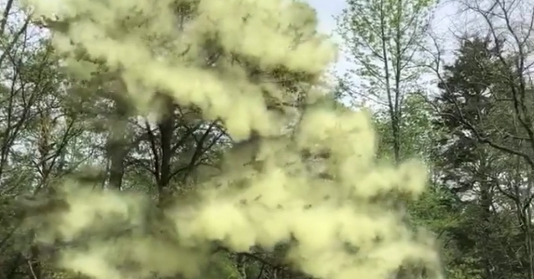 This Tree Exploding With Pollen Will Make People With Spring Allergies Weep