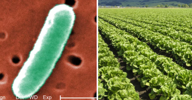 Romaine Lettuce E. Coli Outbreak Is Now In 22 States, And Even More People Are Getting Sick