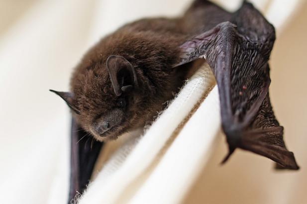 This Nice Couple Tried To Rescue A Bat, But It Turned Out To Have Rabies