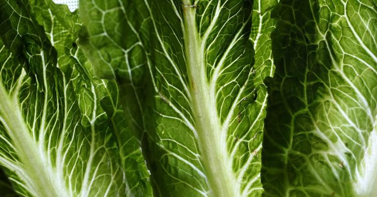 Officials Identify a Source in the Romaine Lettuce E. Coli Outbreak