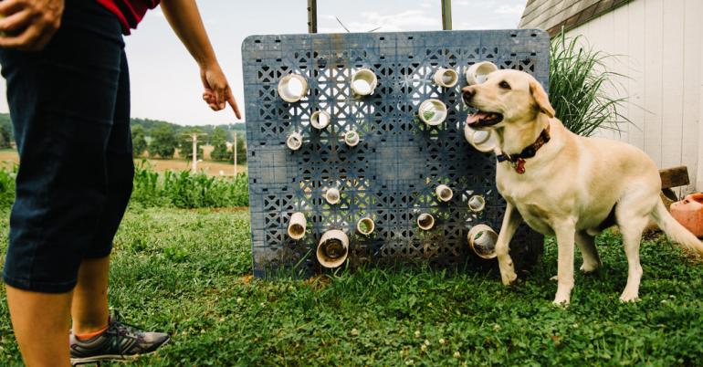 With a Sniff and a Signal, These Dogs Hunt Down Threats to Bees