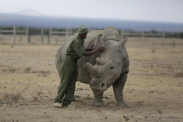 Scientists create hybrid embryos to save white rhinos