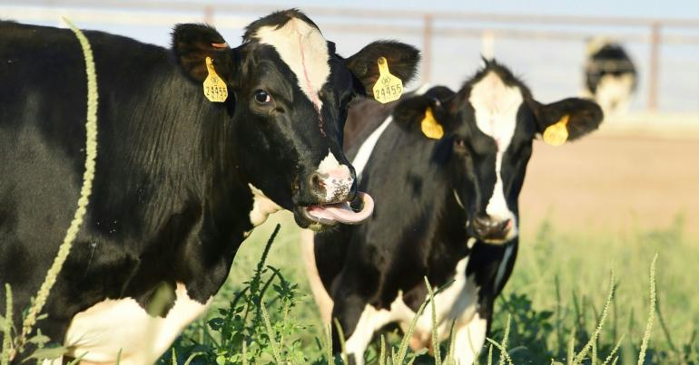 US farmers could take a significant hit from Trump's tariffs