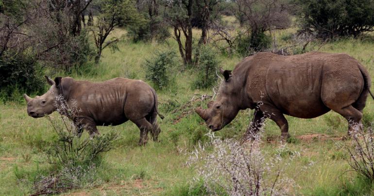 Lions Eat Men Suspected of Poaching Rhinos. Some Saw ‘Karma.’