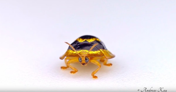 Photo: Dazzling tiny beetle has the cutest face in the rainforest (+ video)