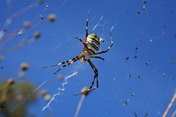 Flying spiders use electricity to terrify us all