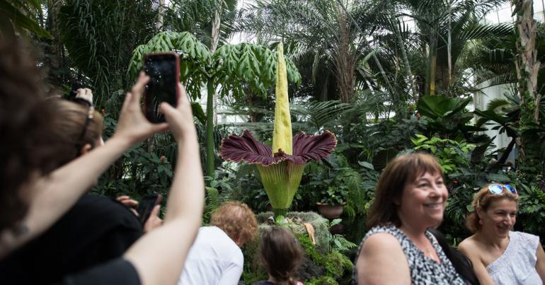 Why Is the Corpse Flower So Stinky?