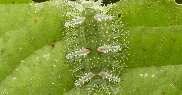 Photo: Rain forest caterpillar is trippy and transparent
