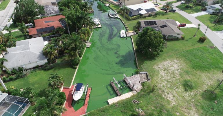 Algae Bloom in Florida Stirs Fears About Harm to Health and Economy