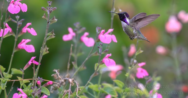 Photo: Violet-tinged hummingbird dazzles in the blooms