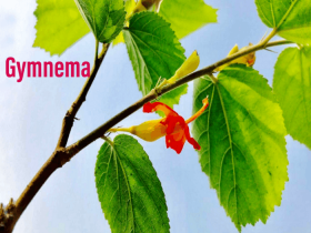 What Is Gymnema Sylvestre and Can It Kill Sugar Cravings?