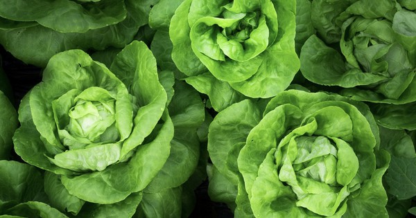A brief history of lettuce, America's first fresh vegetable