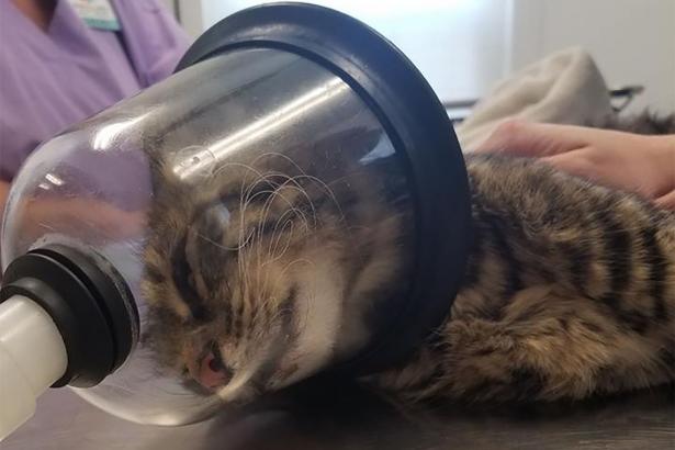 Cat seriously injured by firecracker stuffed in rectum