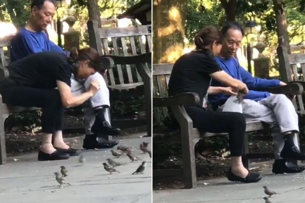 Bizarre video shows woman snatching, bagging birds at park