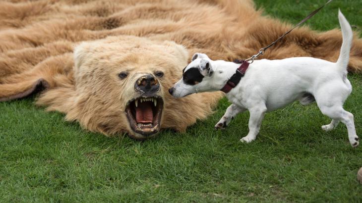 Mutual Funds Weekly: Why this growling bear-market predictor is more bark than bite — for now