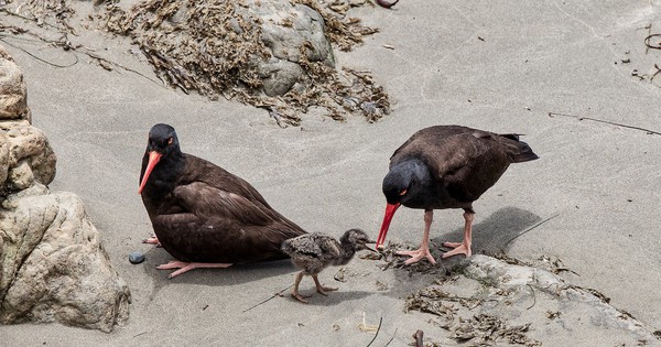 Photo: Black oystercatchers call a family meeting
