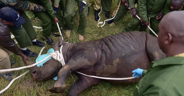 8 Critically Endangered Black Rhinos Die in Kenya