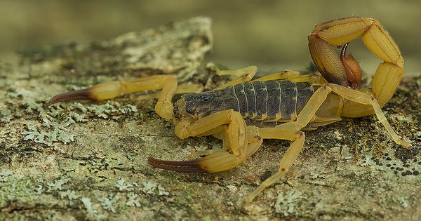 Scorpion stings are becoming more frequent in Brazil