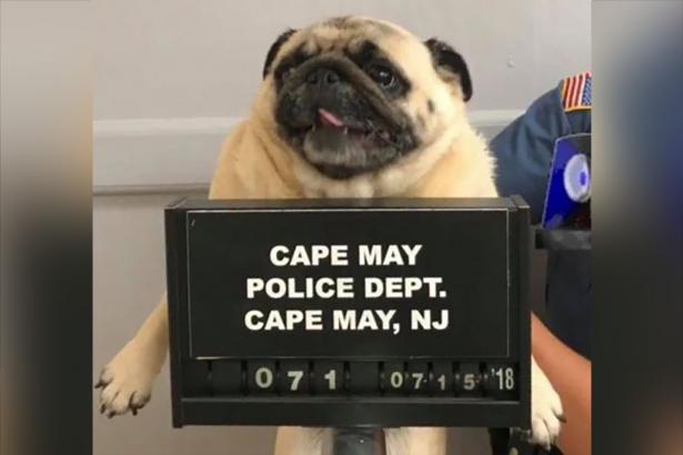 Police release ‘pugmug’ to find owner of dog who ran away