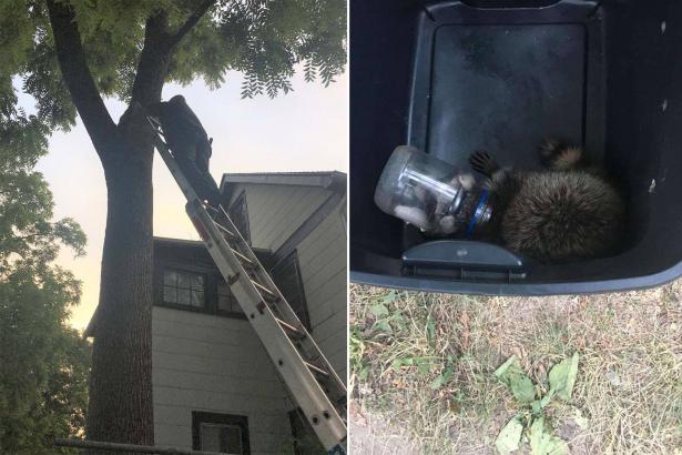 Firefighters save raccoon from mayonnaise jar