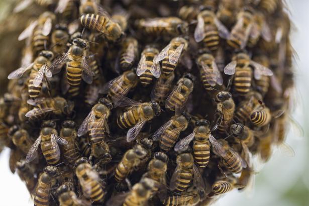 Woman ‘covered from head to toe’ in bees fighting for her life