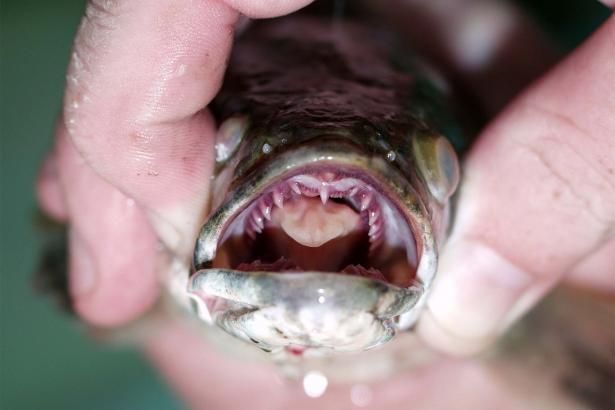Anglers catch terrifying ‘frankenfish’ in Pennsylvania