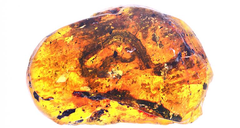 This amber nugget from Myanmar holds the first known baby snake fossil