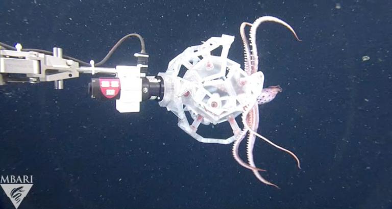 New ‘Poké Ball’ robot catches deep-sea critters without harming them