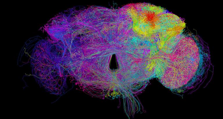 This colorful web is the most complete look yet at a fruit fly’s brain cells