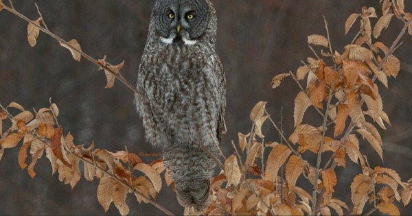 Photo: Great Gray Owl is a tall ball of feathers