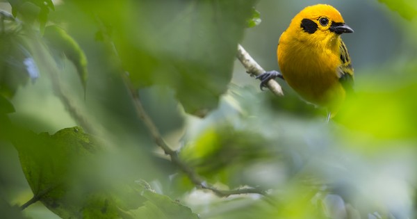 Photo: Golden tanager is a glowing jewel in the leaves
